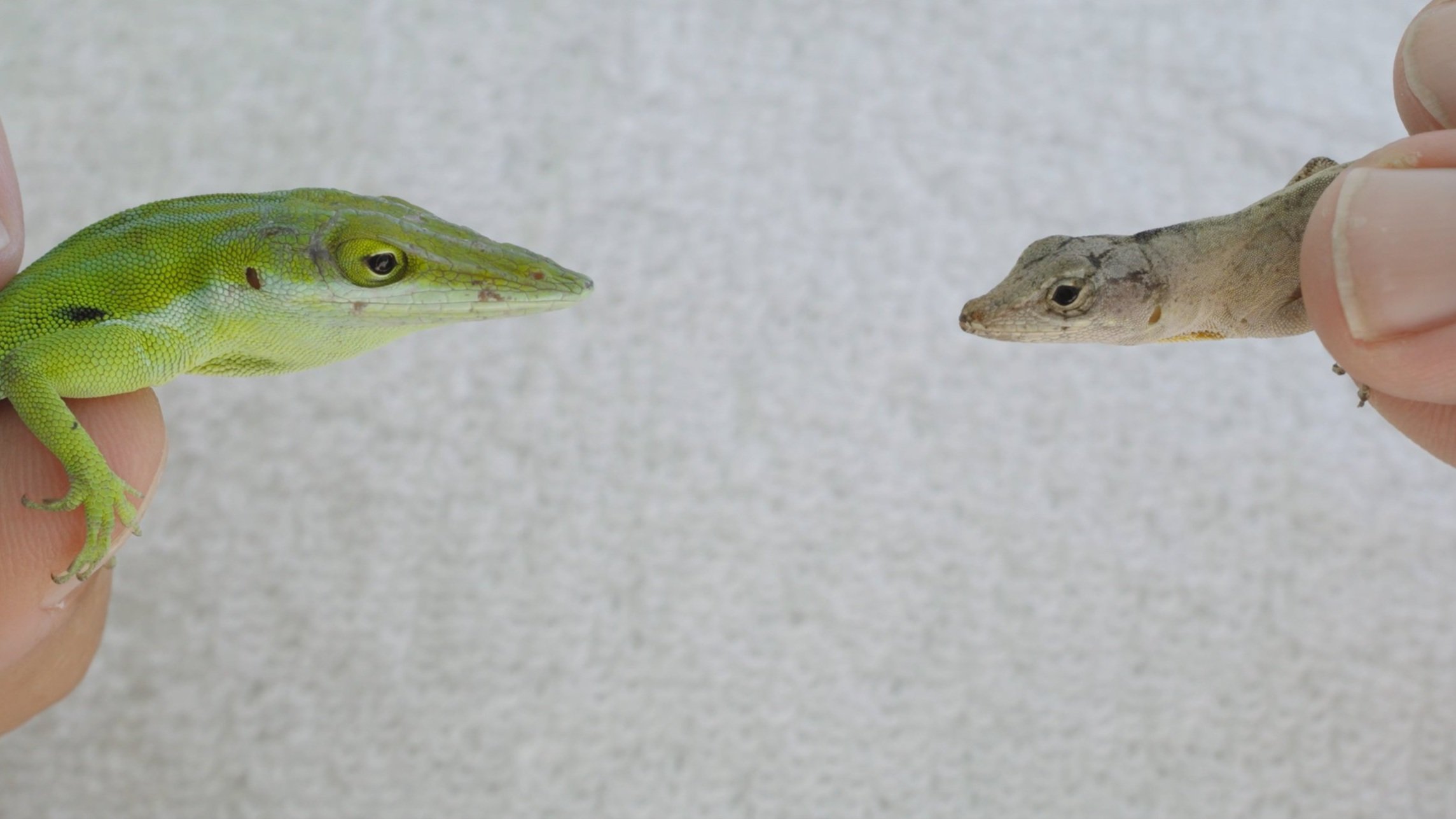 A Tale of Two Lizards: Trailer